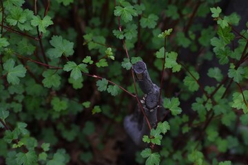 Leaves and a branch 