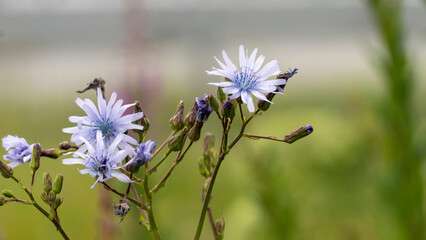 Close-up of flowering chicory in summer