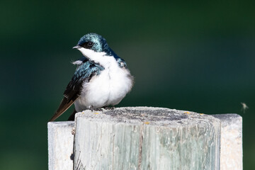Tree Swallow Perched on an Old Weathered Wooden Fence Post