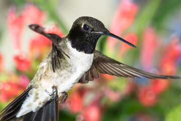 Black-Chinned Hummingbird Searching for Nectar Among the Red Flowers