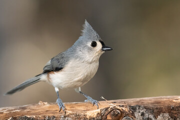 Tufted Titmouse Perched Delicately on a Slender Branch