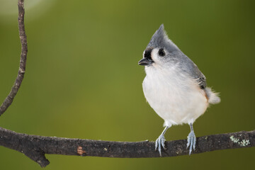 Tufted Titmouse Perched on a Slender Tree Branch