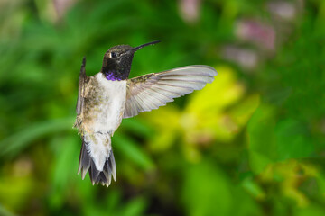 Black-Chinned Hummingbird Searching for Nectar in the Green Garden