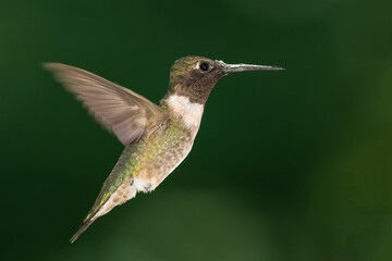 Naklejka na ściany i meble Ruby Throated Hummingbird Hovering in the Green Forest