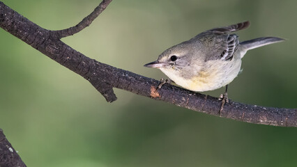Little Pine Warbler Perched in the Slender Tree Branches