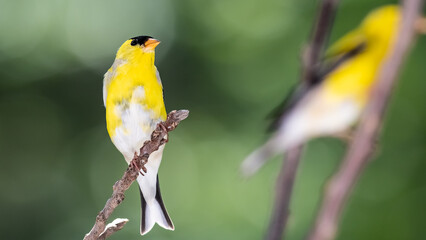 American Goldfinch Resting on a Tree Branch