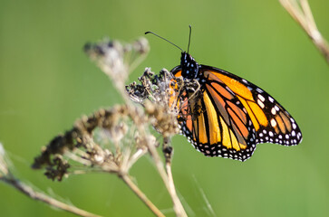 Fototapeta na wymiar Monarch Butterfly Resting on a Dried Desert Flower
