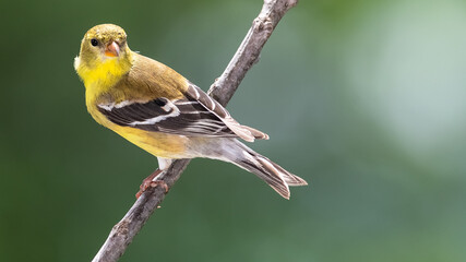 American Goldfinch Resting on a Tree Branch