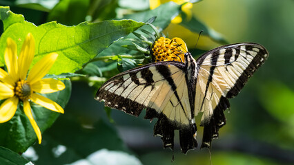Eastern Tiger Swallowtail Butterfly Sipping Nectar from the Accommodating Flower
