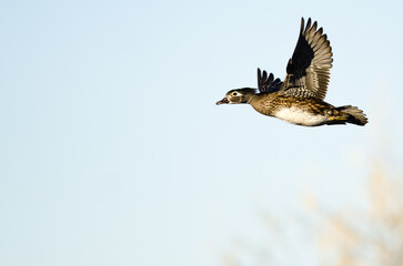 Wood Duck Flying in a Blue Sky