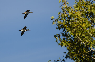 Pair of American Wigeons Flying Past the Autumn Trees