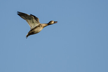 Lone Gadwall Flying in a Blue Sky