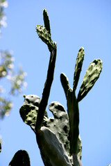 The Prickly Pear cactus pads.