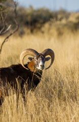 Mouflon ram on a game farm in South Africa