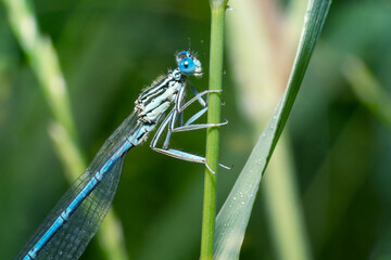The white-legged damselfly or blue featherleg (Platycnemis pennipes). Place for text.