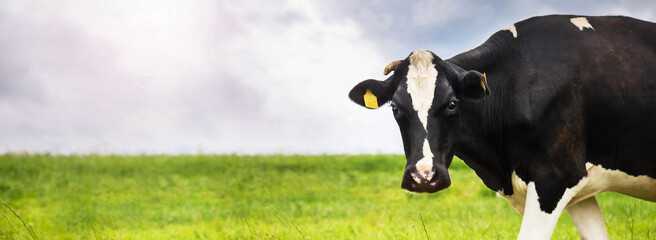 A black cow on a green meadow against the blue sky, looks into the frame. Copy space, banner.
