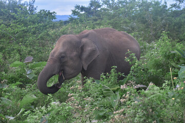 Teen Elephant