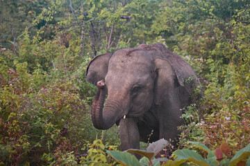 Teen Elephant