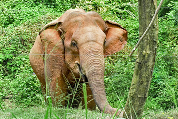 Bull Elephant in the jungle