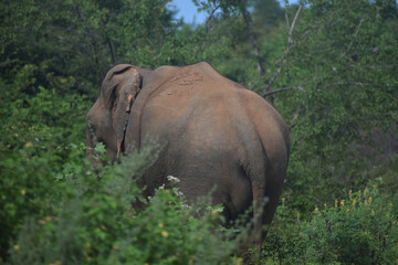Fototapeta premium Bull Elephant in the jungle