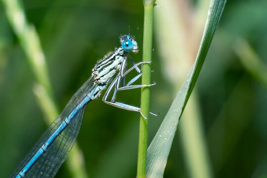 The white-legged damselfly or blue featherleg (Platycnemis pennipes). Place for text.