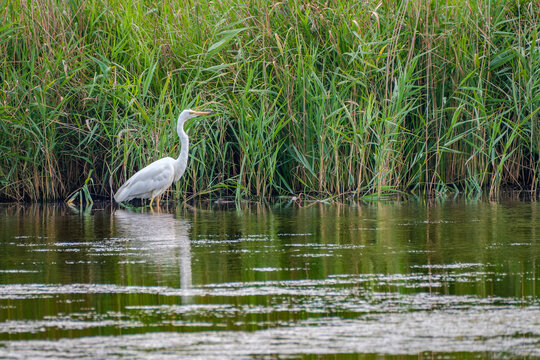 A single Great White Egret, White Heron searching for food in the water with fresh water reeds in the background 