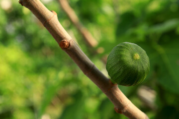 Ripening fig fruit on the tree