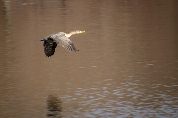 Cormorant in Flight