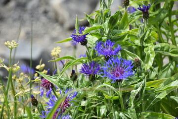 purple flowers on stone