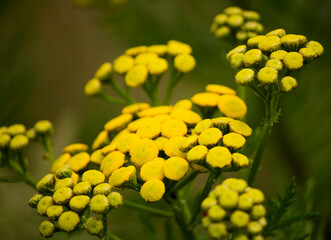 Close up of common tansy in meadow.