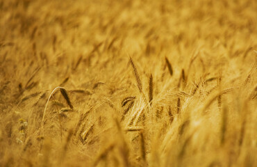 Close-up of beautiful rye ears. Selective focus.