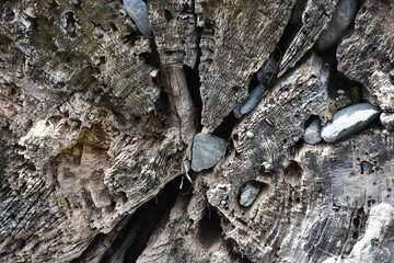 stones in a tree stump