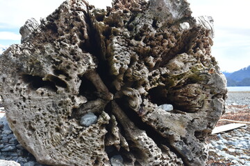 Tree stump abyss 