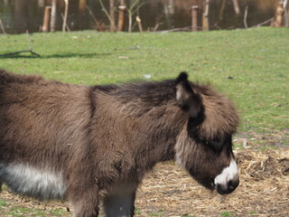 osiołek