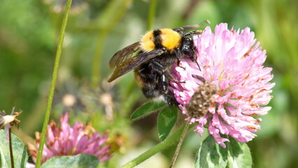 Bumblebee on a pink clover flower in a field in Cotacachi, Ecuador