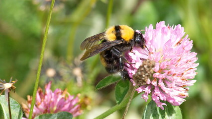 Bumblebee on a pink clover flower in a field in Cotacachi, Ecuador