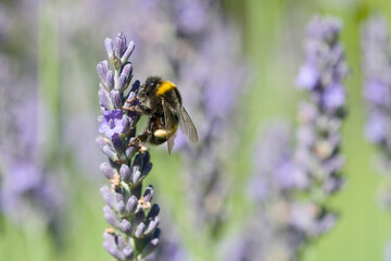 Hummel an Lavendelblüten