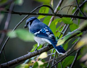 Blue jay perched on tree