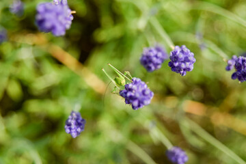 flowers in a field