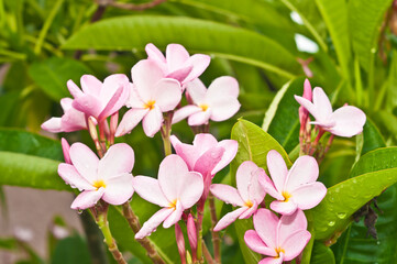 Obraz na płótnie Canvas top, front view, close distance of small, tropical, pink flowers on a bush of green leaves with overcast light