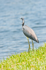 back view, medium distance of a great, blue heronstanding on the edge of a tropical lake, searching for next meal