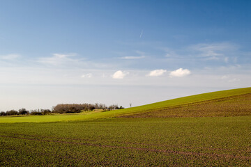 field of wheat