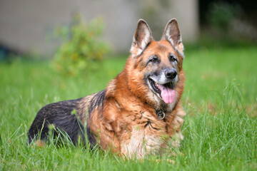 Portrait d'un vieux berger allemand