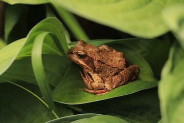 Toad on a leaf