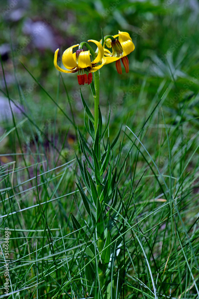 Poster Albanische Lilie (Lilium albanicum) - Bukumirsko-See, Montenegro