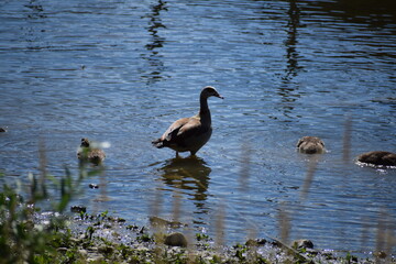 Nilgans am Rhein