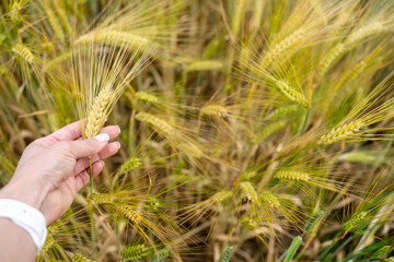 Woman's hand touches mature ears of wheat