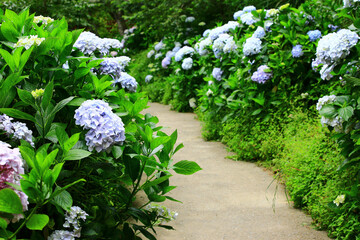 blooming colorful Hydrangea(Big-leaf Hyrdangea) flowers with pathway,many beautiful blue and yellow Hydrangea flowers blooming in the garden in summer