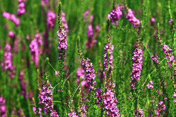 beautiful view of blooming Spiked Loosestrlfe(Purple Lythrum) flowers,close-up of purple flowers blooming in the garden 
