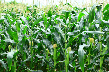 Corn(Maize）field,view of colorful Corn growing in the plantation close-up
